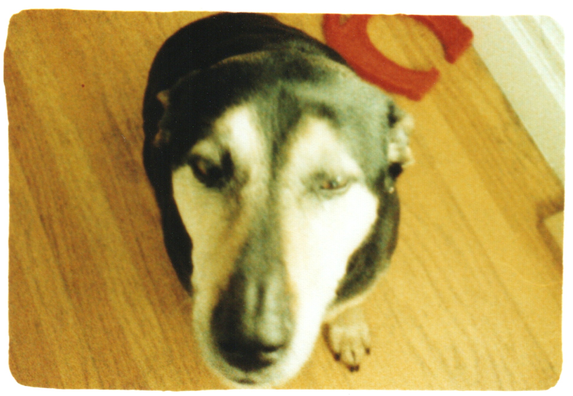 EM-50 scan of my old dog Bo