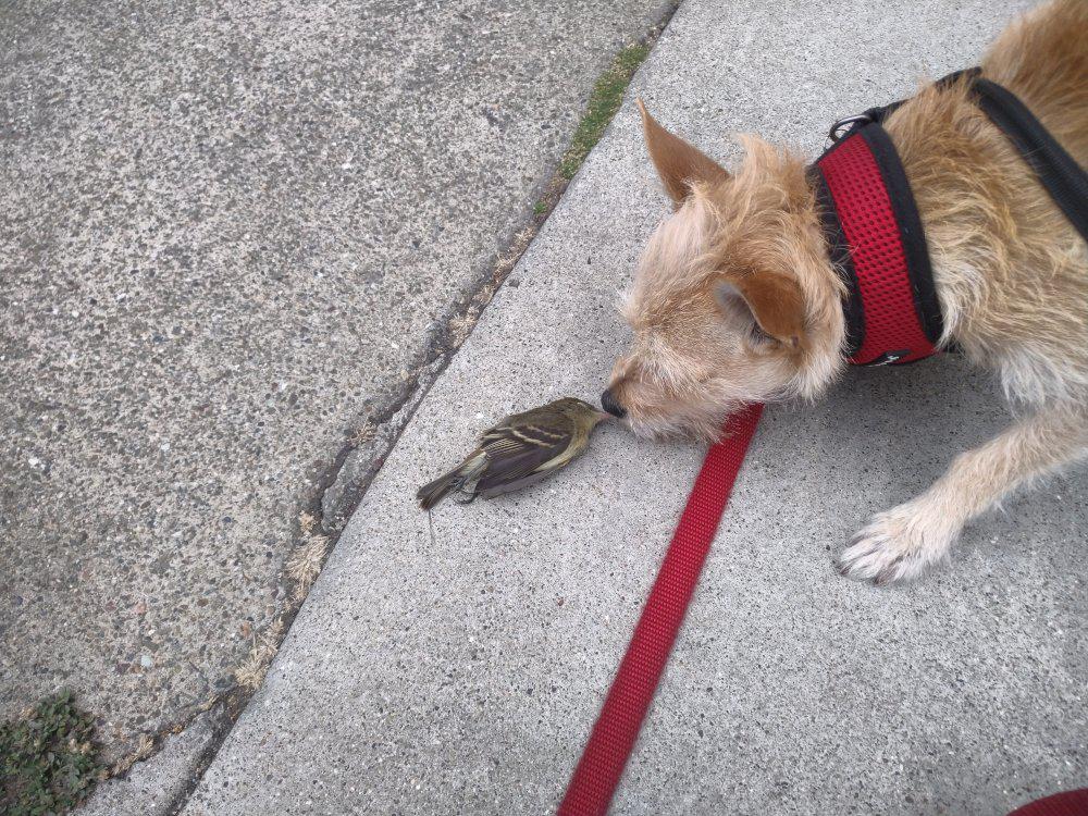 Hazel sniffing a dead bird